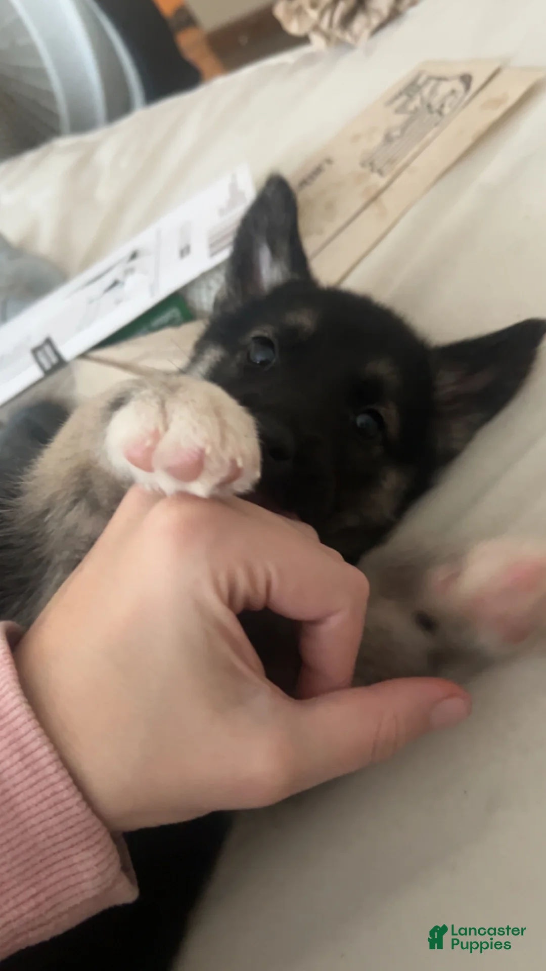 Gerberian Shepsky dogs for sale: Gerberian Shepsky Puppy 1 - Ad 1