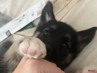 Gerberian Shepsky dogs Gerberian Shepsky Puppy 1 - Ad 19