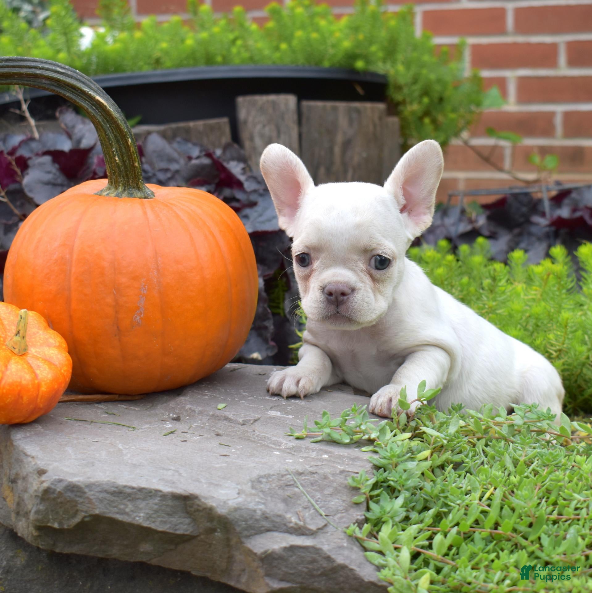 French Bulldog dogs Goldie (tiny) - Ad 2
