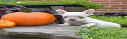 French Bulldog dogs for sale: Goldie (tiny) - Ad 2