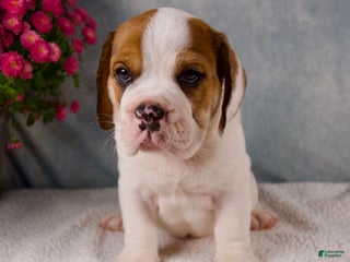 Mixed Breed dogs - Ad 15