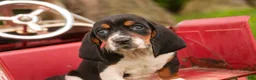 Basset Hound dogs for sale: Montgomery - Ad 3