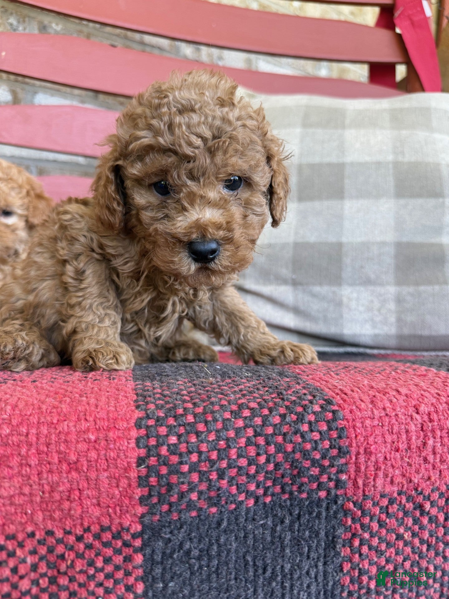 Mixed Breed dogs Toby - Ad 26