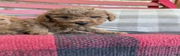 Mixed Breed dogs for sale: Toby - Ad 1