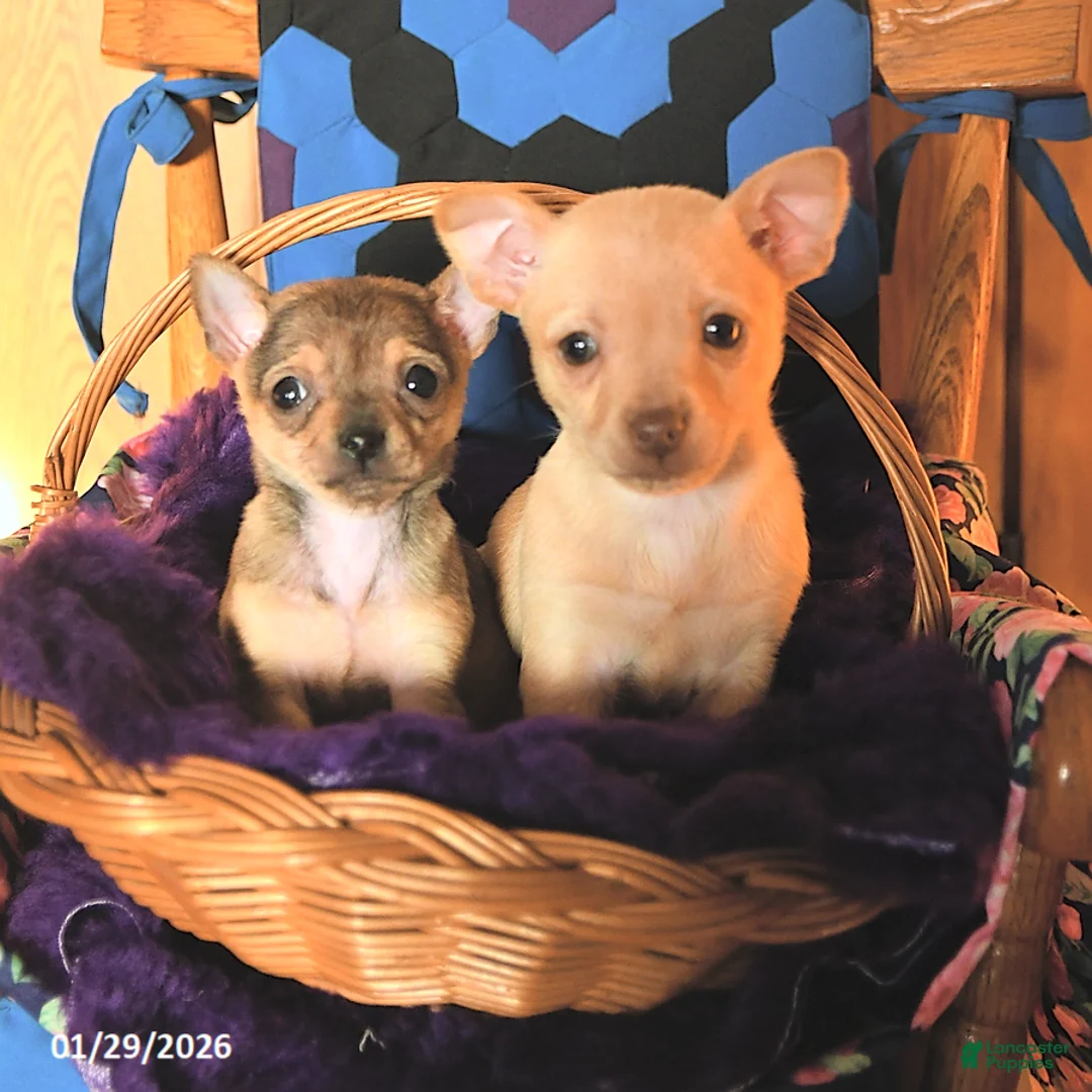 Chihuahua dogs for sale: Cuddles - Ad 3
