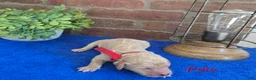 Goldendoodle dogs for sale: Mini Goldendoodle 4 - Ad 2