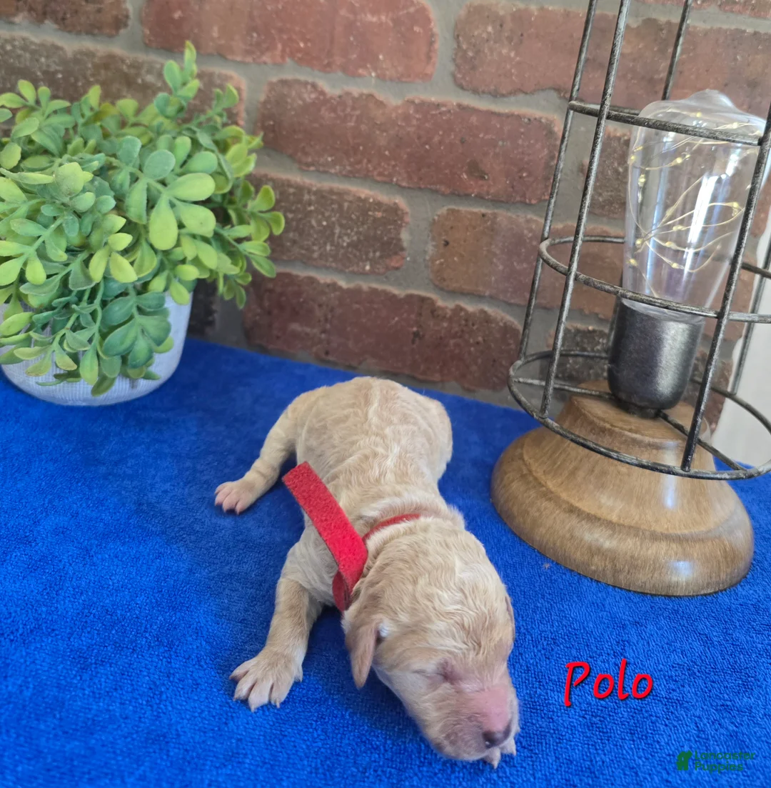 Goldendoodle dogs for sale: Mini Goldendoodle 4 - Ad 2