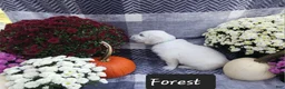 Golden Retriever dogs for sale: Forest  - Ad 2