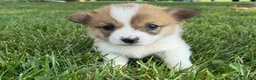 Welsh Corgi Pembroke dogs for sale: Ninny  - Ad 5