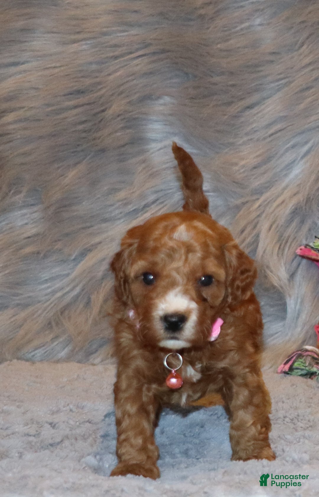 Mini Goldendoodle dogs for sale: Willow 🌷👨‍👨‍👧‍👦💞🐕 - Ad 4