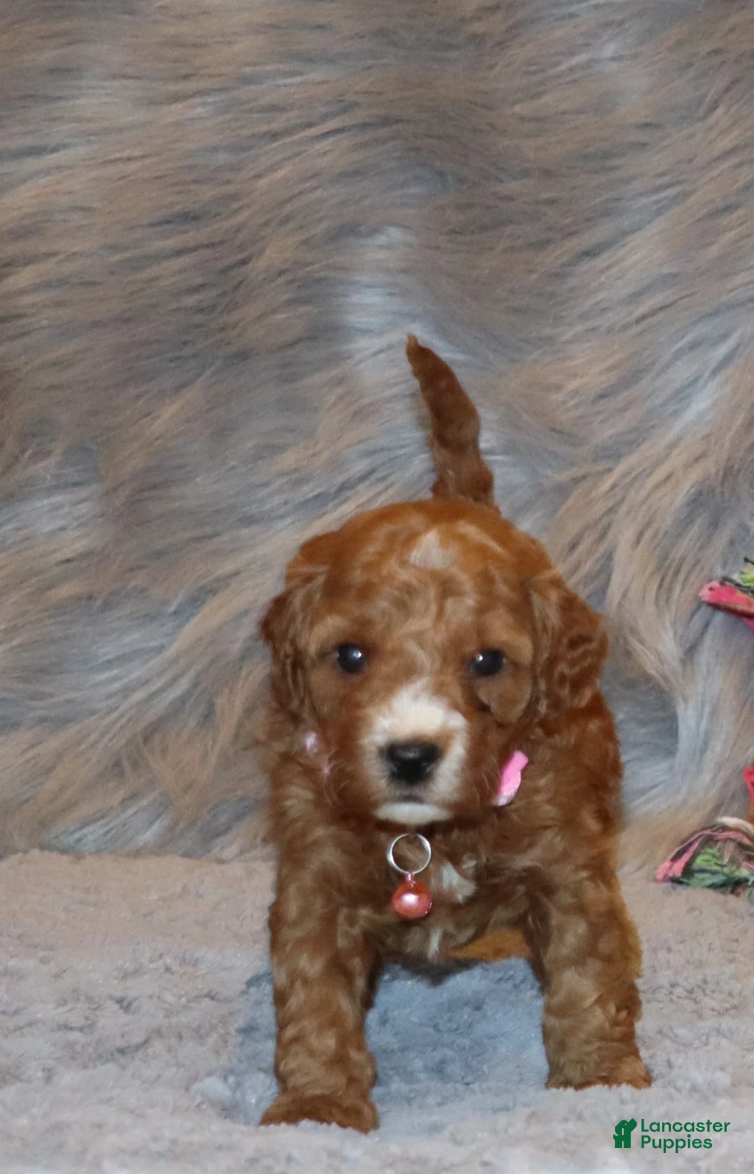 Mini Goldendoodle dogs for sale: Willow 🌷 Genetic Clear Parents - Ad 5