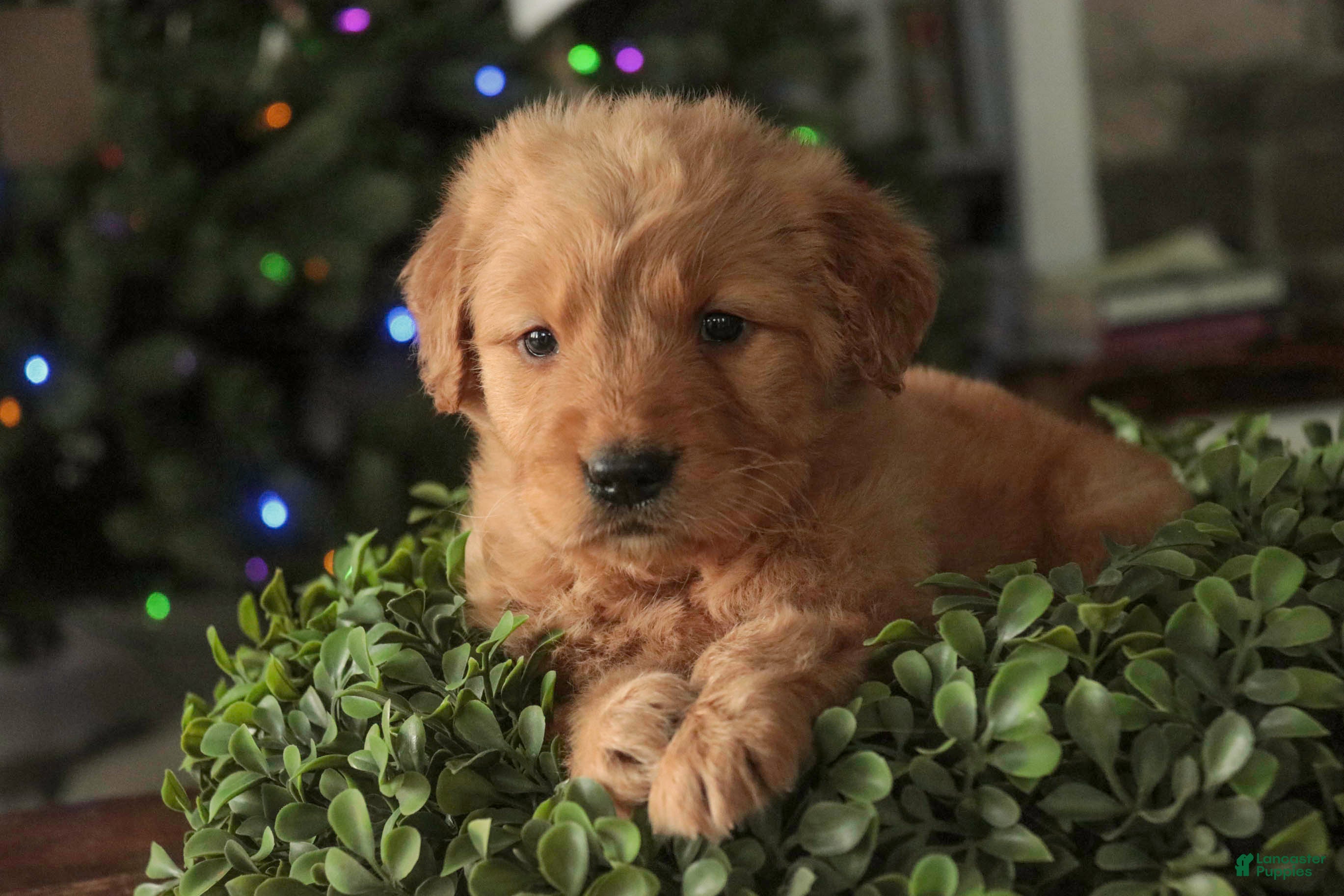 Golden Retriever dogs Sarge - AKC  - Ad 8