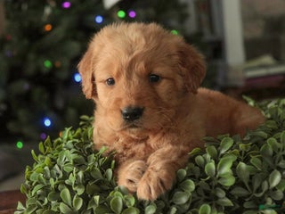 Golden Retriever dogs Sarge - AKC - Ad 13