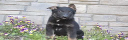 German Shepherd dogs for sale: Drake - Ad 2