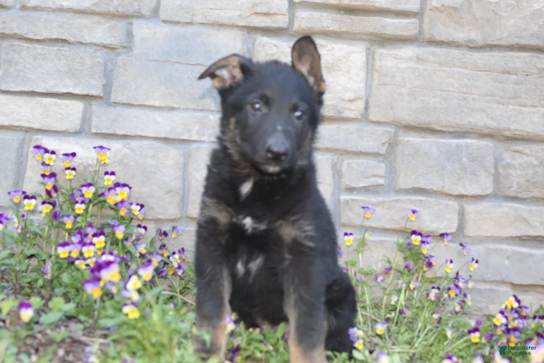 German Shepherd dogs for sale: Drake - Ad 2