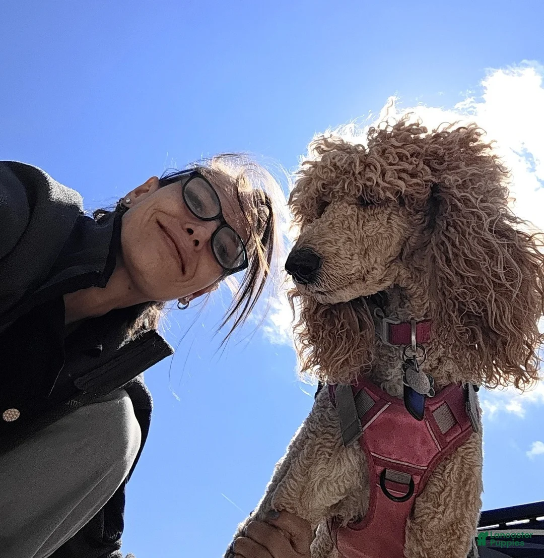 Standard Poodle dogs for sale: Black Tail - Ad 2