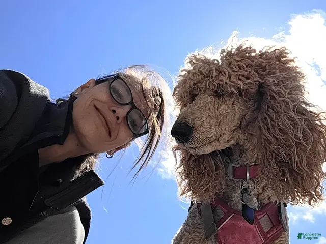 Standard Poodle dogs Black Tail - Ad 2