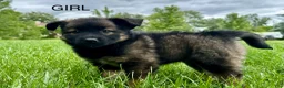 Mixed Breed dogs for sale: Buddy - Ad 7