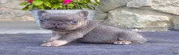 French Bulldog dogs for sale: Alex - Ad 1