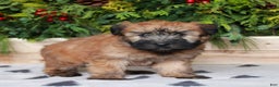 Soft Coated Wheaten Terrier dogs for sale: Wendy  - Ad 3