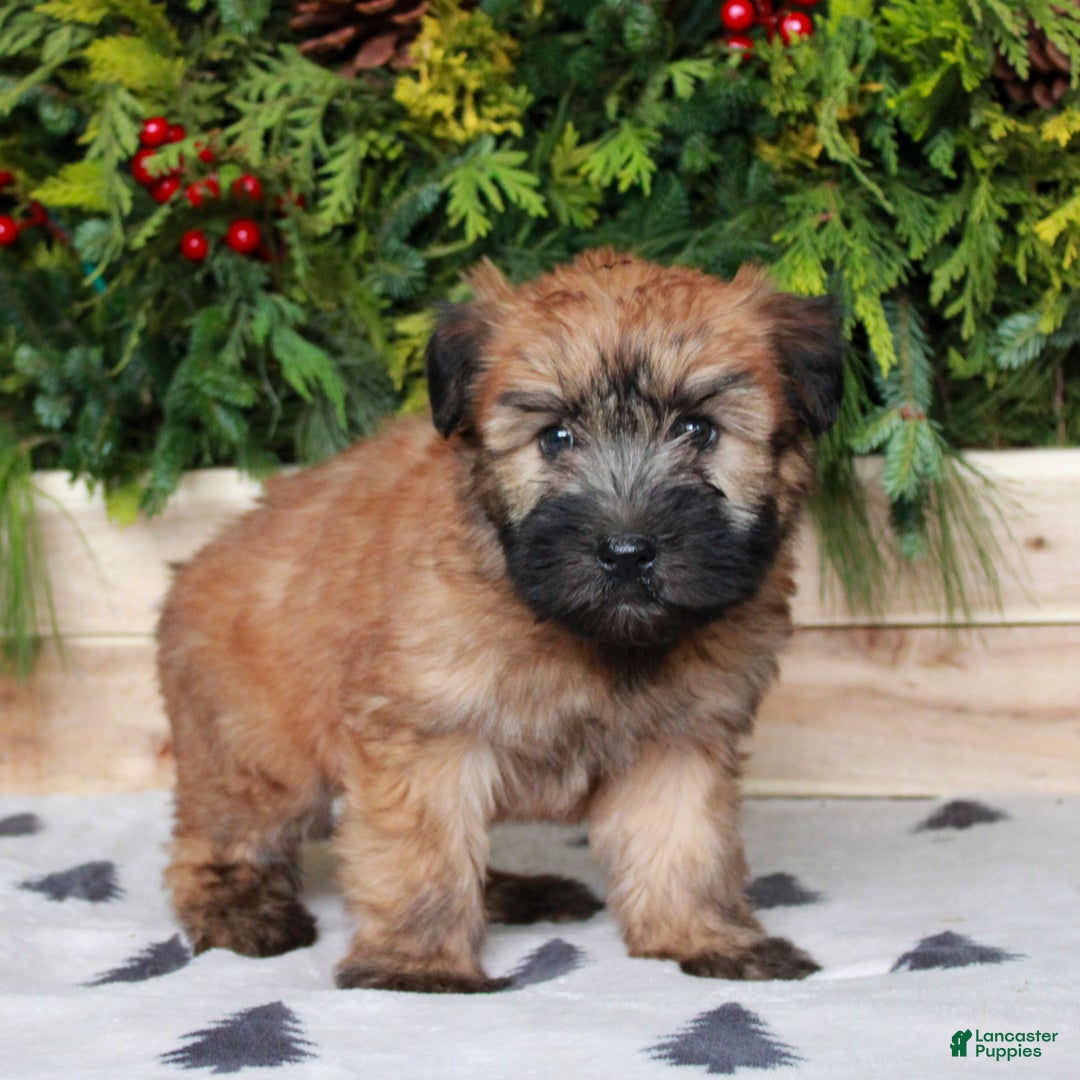 Soft Coated Wheaten Terrier dogs for sale: Wendy  - Ad 3