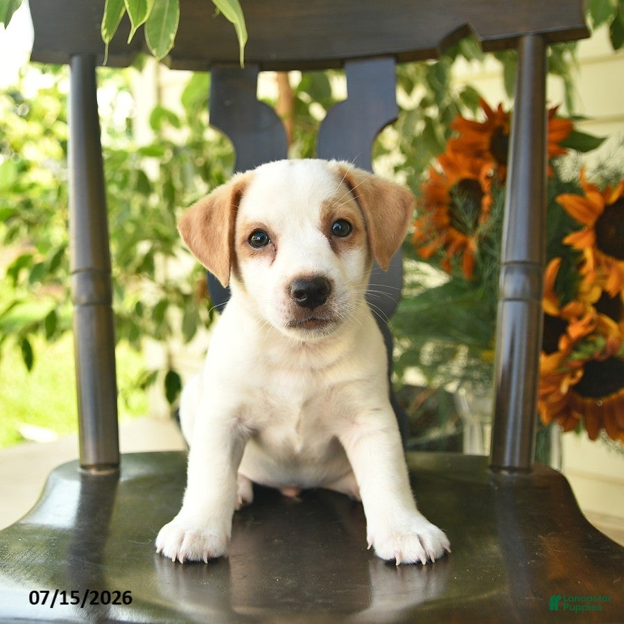 Jack Russell Terrier dogs Parker  - Ad 2