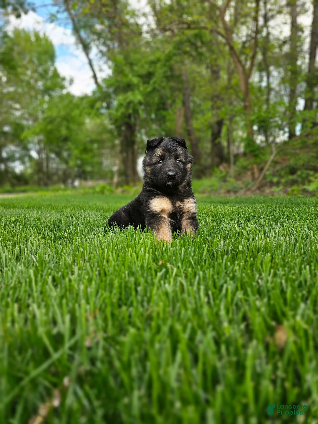 German Shepherd dogs for sale: Bruno - Ad 1