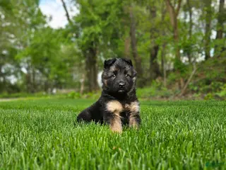 German Shepherd dogs for sale: Bruno - Ad 3