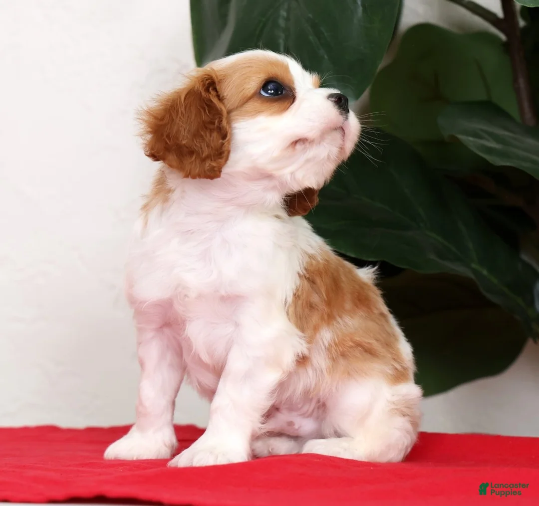 Cavalier King Charles Spaniel dogs for sale: Vince - Ad 2