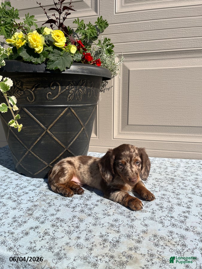Miniature Dachshund dogs for sale: Freckles - Ad 2