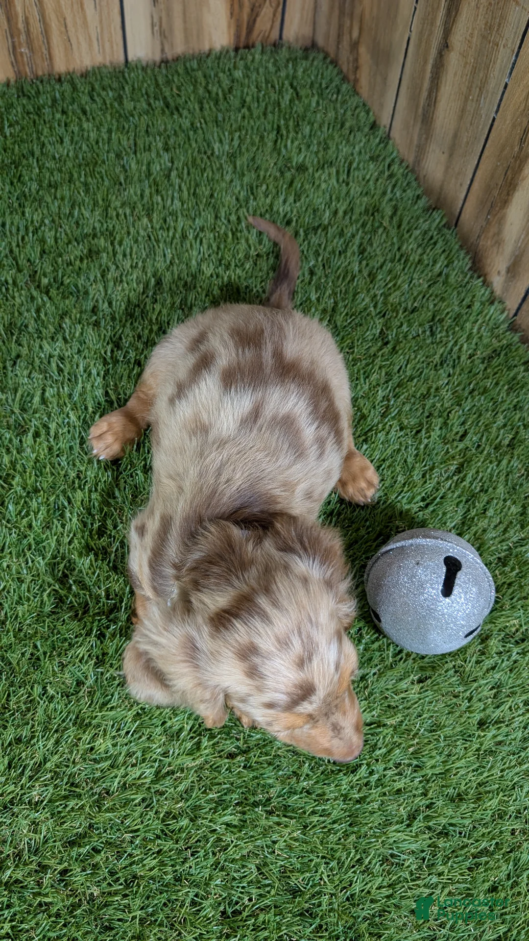 Miniature Dachshund dogs for sale: Sweetie Boy 1 - Ad 2