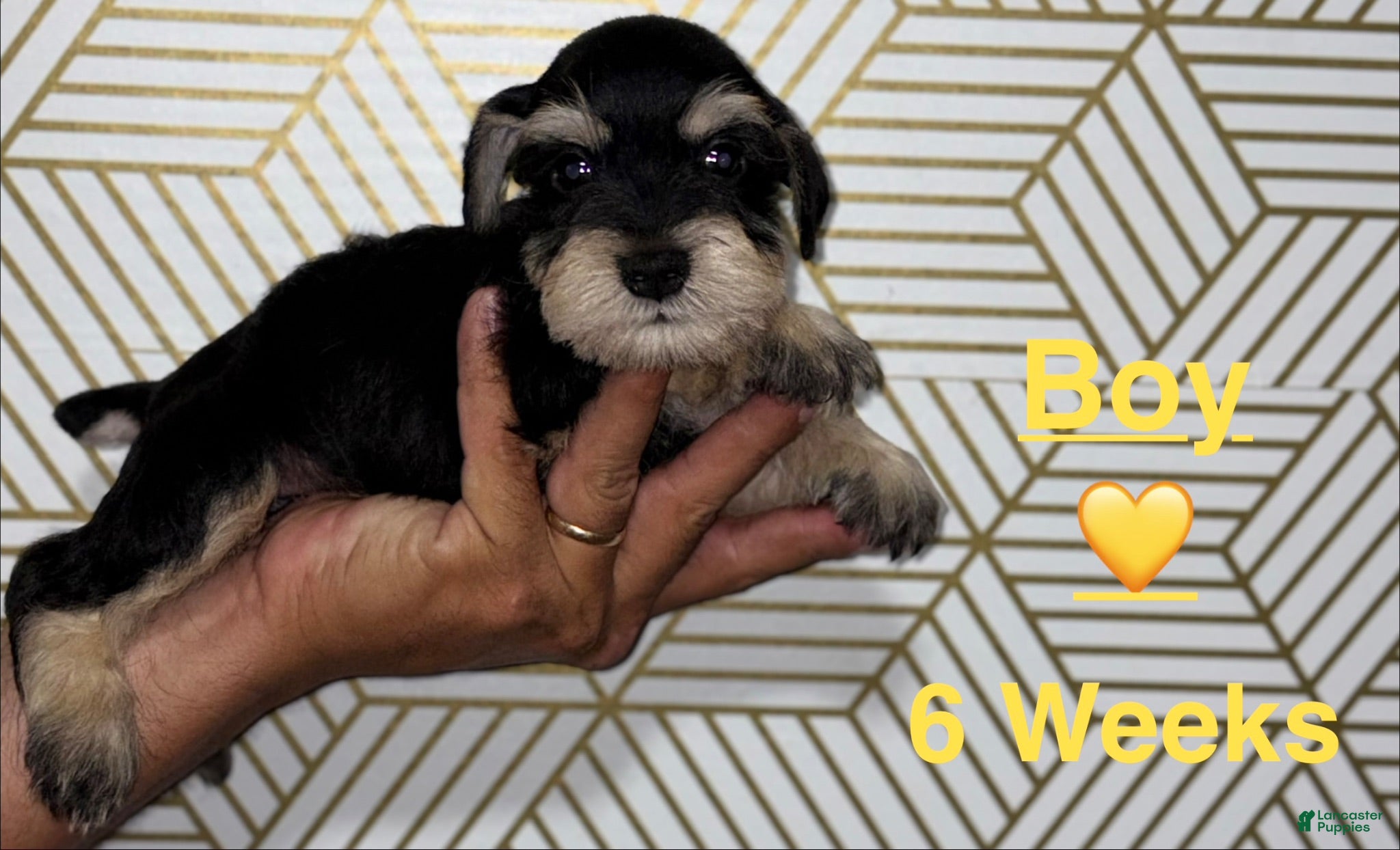 Miniature Schnauzer dogs Miniature Schnauzer 3 - Ad 1