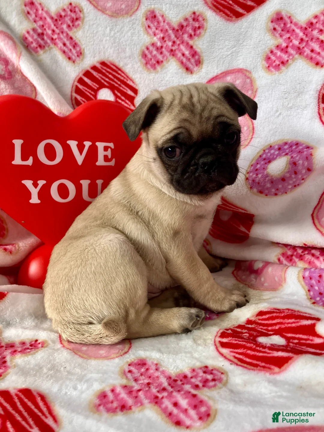 Pug dogs for sale: Rocky - Ad 6