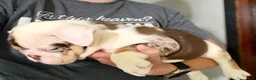 English Bulldog dogs for sale: Versace - Ad 104