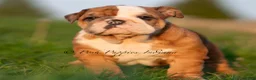 English Bulldog dogs for sale: Roxky AKC - Ad 4