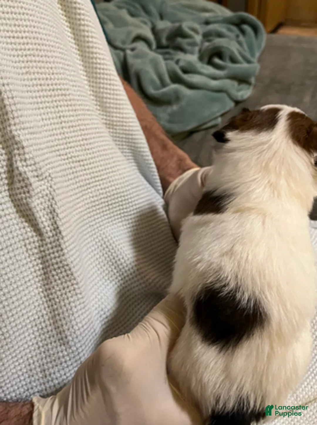 Papillon dogs for sale: Winston - Ad 2