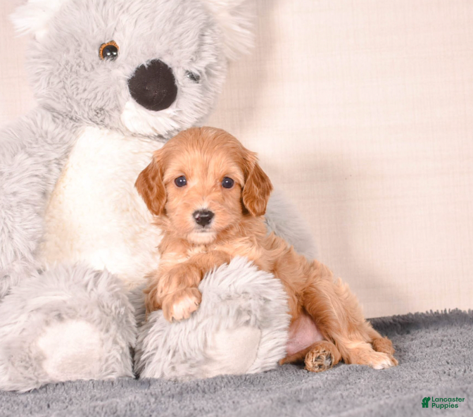 Cavapoo dogs Smitty - Ad 17