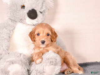 Cavapoo dogs Smitty - Ad 28