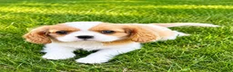 Cavalier King Charles Spaniel dogs for sale: Cavalier King Charles Spaniel (Rosie) - Ad 5