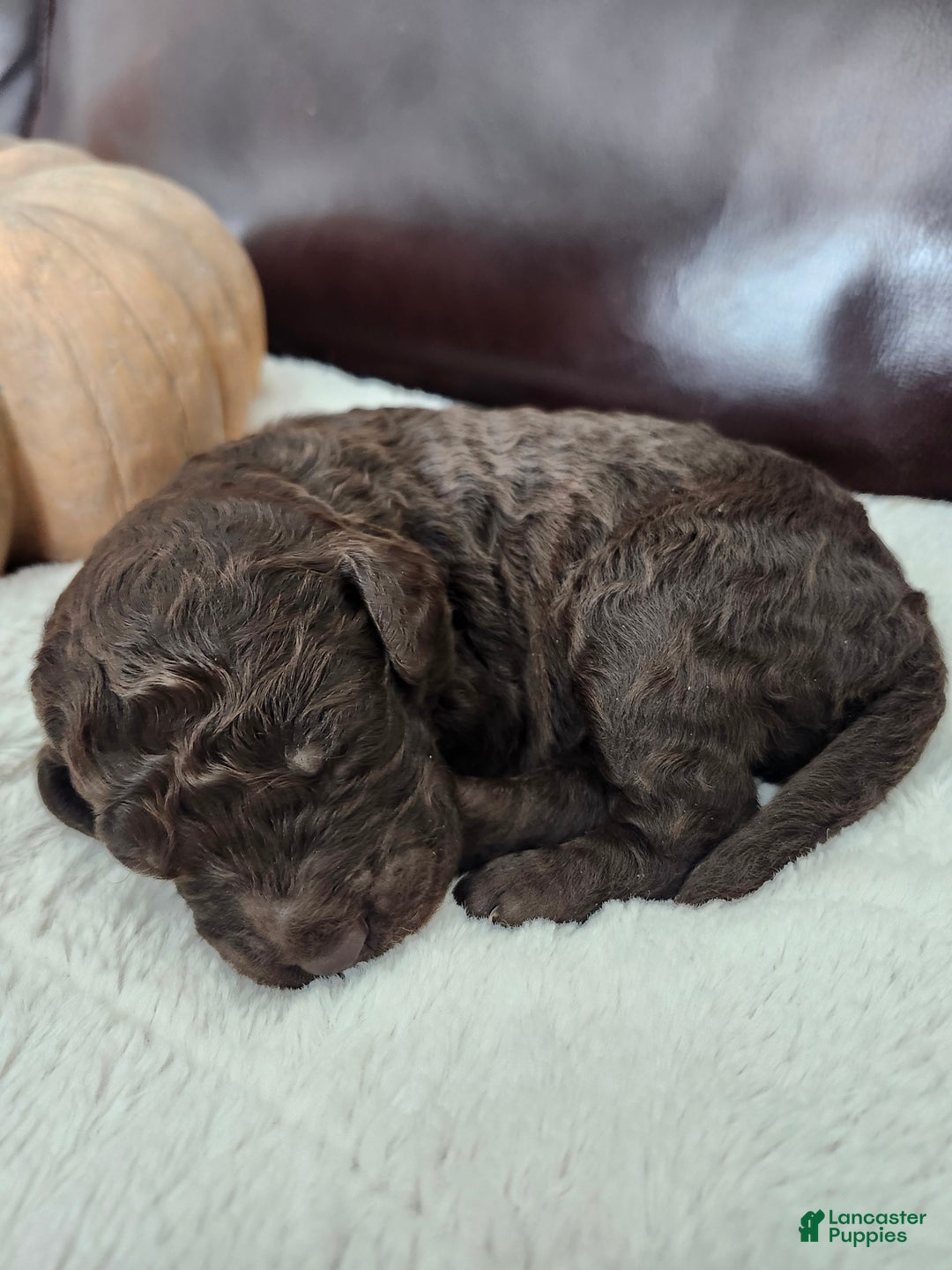 Labradoodle dogs for sale: Ginger - Ad 15