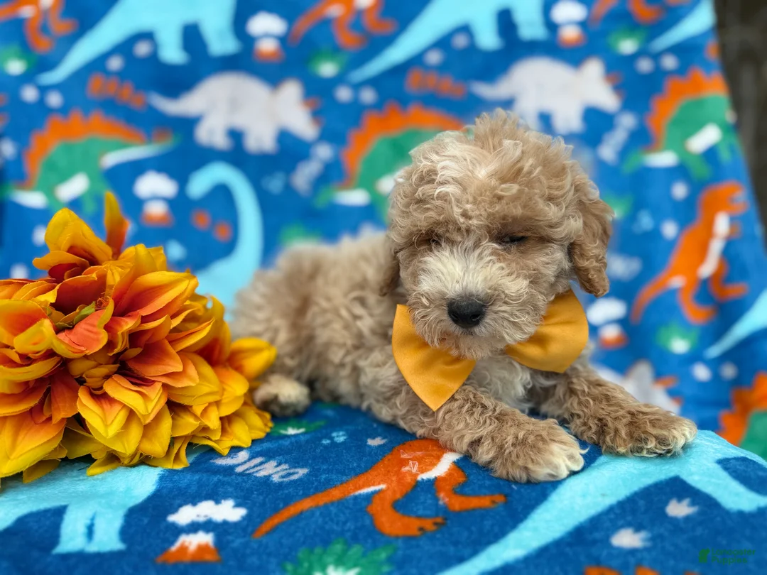 Cockapoo dogs for sale: Theo - Ad 4