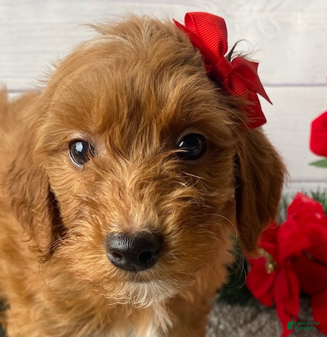 Mini Goldendoodle dogs for sale: Wendy - Ad 2