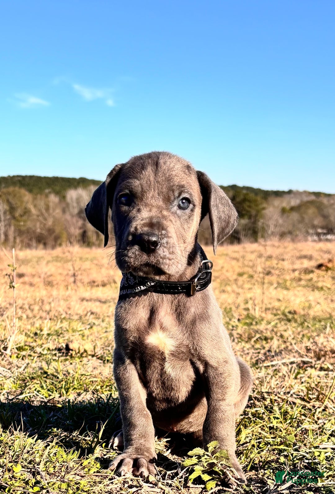 Great Dane dogs for sale: Euro Line Blue Beauty - Missy  - Ad 6