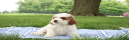 Mini Goldendoodle dogs for sale: Ranye  - Ad 5
