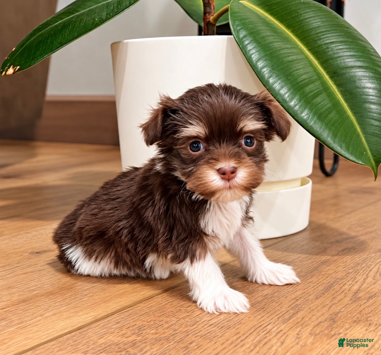 Havanese dogs Mischief - Ad 2