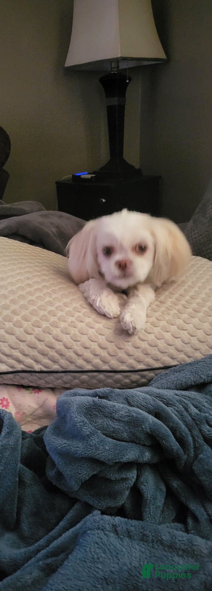 Mixed Breed dogs ChiShiPoo Male 2 - Ad 2