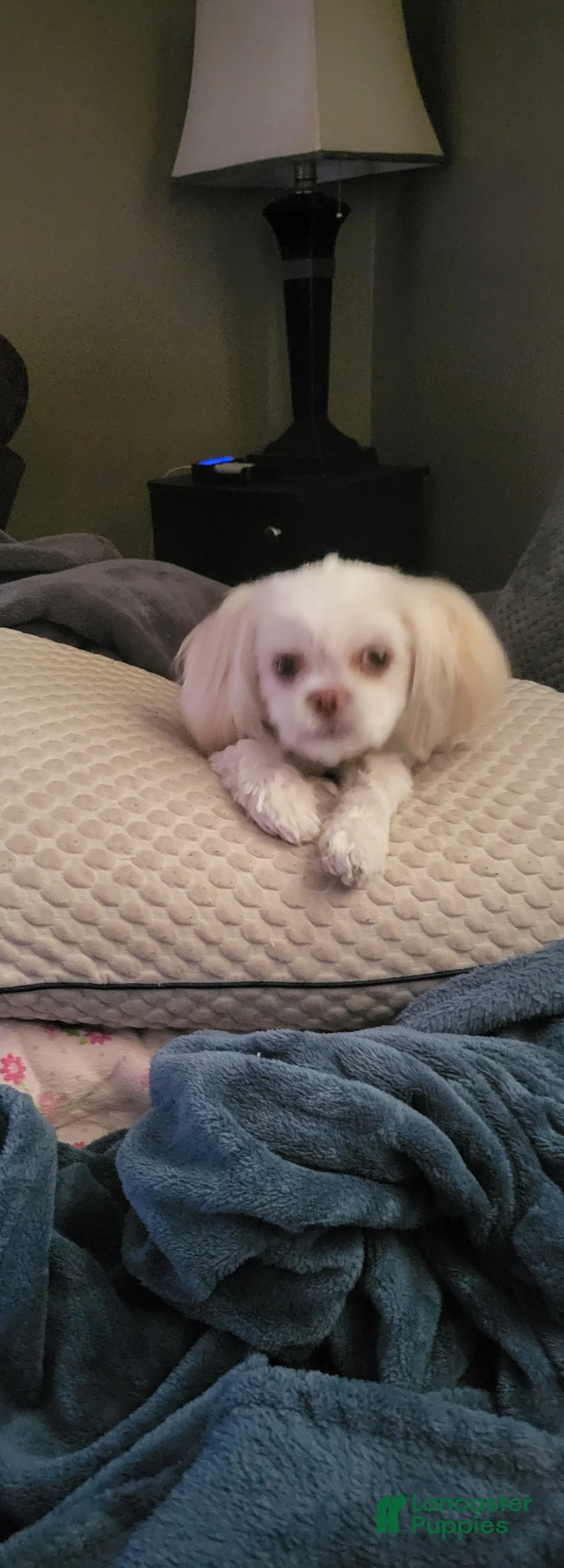 Mixed Breed dogs for sale: ChiShiPoo Male 2 - Ad 2