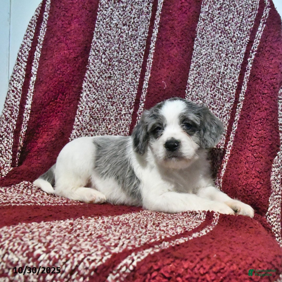 Mixed Breed dogs for sale: Buckeye - Ad 9