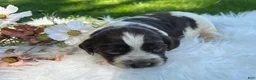 English Springer Spaniel dogs for sale: Dixie - Ad 3