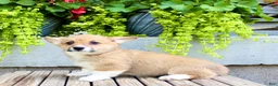 Welsh Corgi Pembroke dogs for sale: Reba  - Ad 7